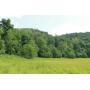 BANKRUPTCY AUCTION- Bristol, VA 239 Acres and Home