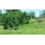 MULTIPLE EAST TENNESSEE PROPERTY AUCTION