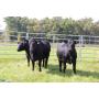 ONLINE CATTLE AUCTION - REGISTERED ANGUS FEMALES FROM UT PLATEAU HERD