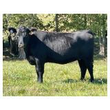 ONLINE CATTLE AUCTION - REGISTERED ANGUS FEMALES FROM THE UNIVERSITY OF TN
