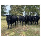 80+ ANGUS CATTLE FROM THE UNIV. of TN - SELLING AT ONLINE AUCTION