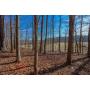 8.76 Ac WOODED TRACT - ONLINE ABSOLUTE AUCTION