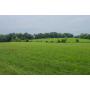Online Absolute Auction: 25.34 Ac in 2 Tracts