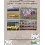 Online Absolute Auction: 50 White Dorper Sheep