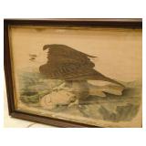 Art - Drawn From Nature By J.J. Audubon, Holocaust Photos, Jewelry, Mercury Bike