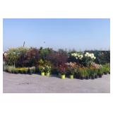 New Kitchen Cabinet and Building Material Auction