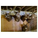 10+ Taxidermy Deer