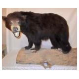 Taxidermy Bear
