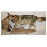 Coyote w/Prey