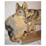 Coyote w/Prey (close up)