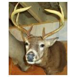 Deer Mount