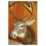 Mule Deer Mount