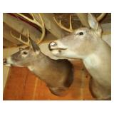Deer Mounts