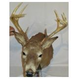Deer Mounts