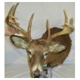 Deer Mounts