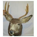 Deer Mounts