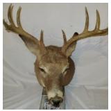 Deer Mounts