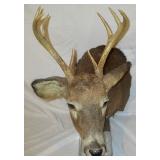 Deer Mounts
