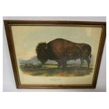 Buffalo Picture