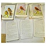Audobon Bird Cards