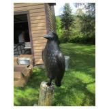 Outdoor Crow