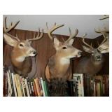 5 mounted deer heads