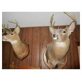 5 mounted deer heads