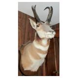 antelope