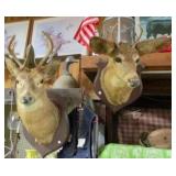 Taxidermy