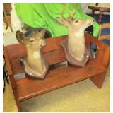 Bench & Deer Mounts