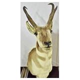 Antelope Mount