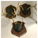 Deer Antlers Mounted 