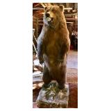 Full Standing Grizzly Bear Mount