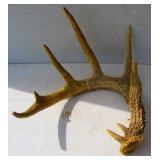 Shed Antler