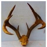 European Taxidermy