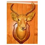 Deer Mount