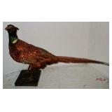 Taxidermy Phesant