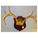 Deer Antlers