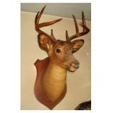 Mounted Deer Head