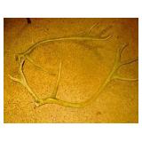 Elk Antlers