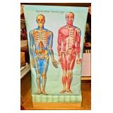 Mid-Century Medical Chart