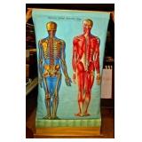 Mid Century Medical Chart