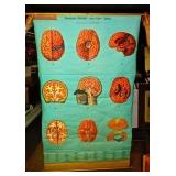 Mid Century Medical Chart