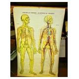 Mid Century Medical Chart