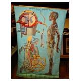 Mid Century Medical Chart