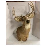 Vintage Taxidermy