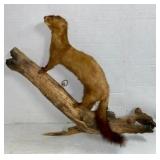 Taxidermy Mink On Branch