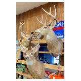 Deer Mounts