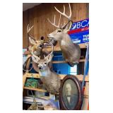 Deer Heads