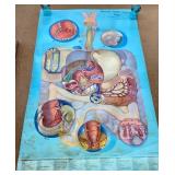 Vintage Medical chart